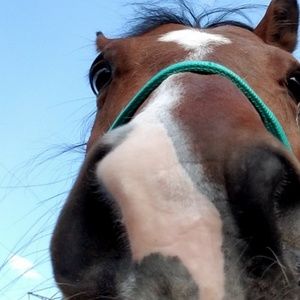 Meet your Posher, Tasah